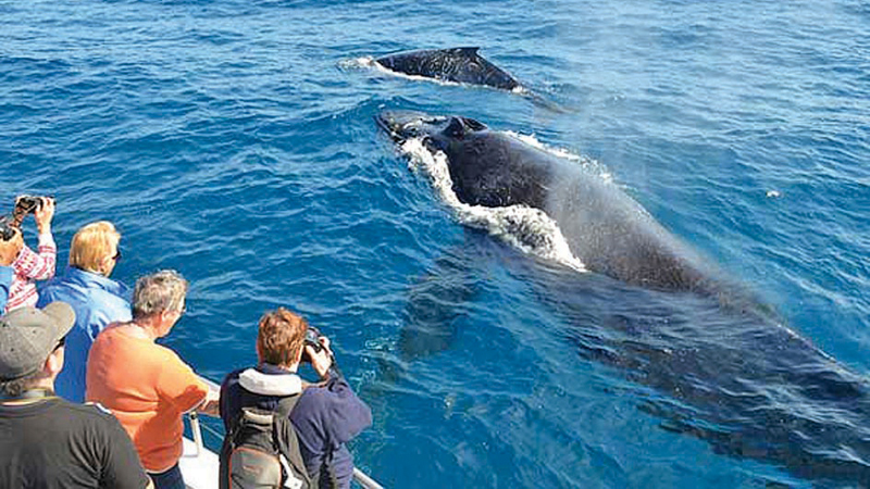 Whale Watching Mirissa